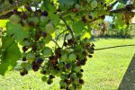 Led “pobrao” vinograde u Virovitičkom vinogorju: Vinogradari zbrajaju štete koje će biti poprilične jer stradalo je 70 posto grožđa 6 20230728 105959 1280x721 Custom