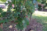 Led “pobrao” vinograde u Virovitičkom vinogorju: Vinogradari zbrajaju štete koje će biti poprilične jer stradalo je 70 posto grožđa 5 20230728 110046 1280x721 Custom