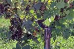 Led “pobrao” vinograde u Virovitičkom vinogorju: Vinogradari zbrajaju štete koje će biti poprilične jer stradalo je 70 posto grožđa 4 20230728 110302 1280x721 Custom