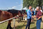 Fotogalerija: Povodom obilježavanja Dana općine Čađavica i blagdana Petrova, održana je 16. Međužupanijska izložba hladnokrvnih konja i revija zaprega 17 357921272 246884468093688 5227422937983561514 n