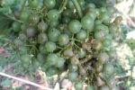 Led “pobrao” vinograde u Virovitičkom vinogorju: Vinogradari zbrajaju štete koje će biti poprilične jer stradalo je 70 posto grožđa 2 IMG 4cfa4d0d6a9a1c3dbc2619d984122a30 V 450x800 Custom