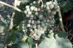 Led “pobrao” vinograde u Virovitičkom vinogorju: Vinogradari zbrajaju štete koje će biti poprilične jer stradalo je 70 posto grožđa 3 IMG 7867fcb7c5a62016ed8654811b31b392 V 450x800 Custom