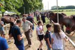 Fotogalerija: Povodom obilježavanja Dana općine Čađavica i blagdana Petrova, održana je 16. Međužupanijska izložba hladnokrvnih konja i revija zaprega 33 IMG 5842