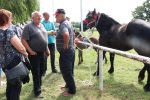 Fotogalerija: Povodom obilježavanja Dana općine Čađavica i blagdana Petrova, održana je 16. Međužupanijska izložba hladnokrvnih konja i revija zaprega 32 IMG 5844