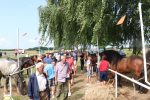 Fotogalerija: Povodom obilježavanja Dana općine Čađavica i blagdana Petrova, održana je 16. Međužupanijska izložba hladnokrvnih konja i revija zaprega 1 IMG 5847