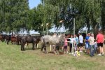 Fotogalerija: Povodom obilježavanja Dana općine Čađavica i blagdana Petrova, održana je 16. Međužupanijska izložba hladnokrvnih konja i revija zaprega 15 IMG 5850