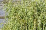 Drava odsjekla Križnicu od kopna: Do pješačkog mosta može se samo čamcem i traktorom, a vrhunac vodenog vala očekuje se s utorka na srijedu 3 20230808 084919