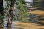 Drava odsjekla Križnicu od kopna: Do pješačkog mosta može se samo čamcem i traktorom, a vrhunac vodenog vala očekuje se s utorka na srijedu 50 20230808 094513