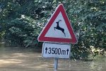 Drava odsjekla Križnicu od kopna: Do pješačkog mosta može se samo čamcem i traktorom, a vrhunac vodenog vala očekuje se s utorka na srijedu 20 20230808 095203