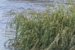 Fotogalerija: Križnica je u srijedu 9. kolovoza 2023. godine zabilježila rekordan vodostaj u ovom stoljeću 12 20230809 065851