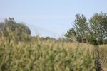 Radovi su završeni, dozvole su ishođene, Sustav navodnjavanja Kapinci – Vaška II. faza, koji obuhvaća općine Sopje i Suhopolje i prostire se na 568 hektara - je pušten u pogon 5 IMGL1309