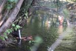 Fotogalerija: Pogledajte atmosferu prvog dana Srednjovjekovnog viteškog turnira u Slatinskom Drenovcu, spektakl se nastavlja i u nedjelju 42 IMGL6068