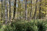 Hrvatska lutrija Parku prirode Papuk donirala 500 sadnica tise koje su zasađene u blizini Ivačke glave 3 IMG 1409