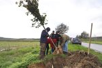 Ozelenjivanje grada: Maturanti Tehničke škole Virovitica, uz pomoć djelatnika Flore, posadili 15 stabala u Aleji maturanata 7 MG 4012