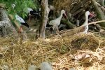 U „Dravskoj priči“ je baby boom, petero roda je ugledalo svjetlo dana, na čekanju je još njih devetnaest 1 20240429 120252