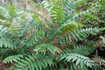 Diljem Euopre održava se Alien CSI Bioblitz: Doznajte koje invazivne strane vrste će se prijavljivati na području VPŽ 2 Ailanthus altissima Mill. Swingle 20200806