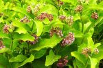 Diljem Euopre održava se Alien CSI Bioblitz: Doznajte koje invazivne strane vrste će se prijavljivati na području VPŽ 3 DSCN2302