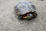 Diljem Euopre održava se Alien CSI Bioblitz: Doznajte koje invazivne strane vrste će se prijavljivati na području VPŽ 4 IMG 20240304 134130