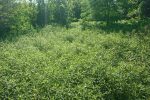 Objavljeni rezultati akcije Alien CSI Bioblitz 2024 4 IMG a95f7c6af21e5e2f78fb230579c1dc17 V