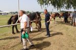 Proslava Dana općine Čađavica nastavljena 17. međužupanijskom izložbom hladnokrvnih konja i zaprega, defileom motorista i lovnim streljaštvom 4 m IMG 3816