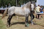 Proslava Dana općine Čađavica nastavljena 17. međužupanijskom izložbom hladnokrvnih konja i zaprega, defileom motorista i lovnim streljaštvom 9 m IMG 3831