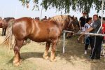 Proslava Dana općine Čađavica nastavljena 17. međužupanijskom izložbom hladnokrvnih konja i zaprega, defileom motorista i lovnim streljaštvom 10 m IMG 3833