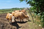 Serijal „Žene na selu: Snaga, vizija i nasljeđe“ Mliječni put: Život stočarke Dijane Matuzalem koja sa srcem brine za životinje 1 20240726 122857