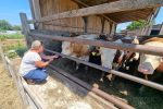 Serijal „Žene na selu: Snaga, vizija i nasljeđe“ Mliječni put: Život stočarke Dijane Matuzalem koja sa srcem brine za životinje 3 20240726 125302