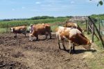 Serijal „Žene na selu: Snaga, vizija i nasljeđe“ Mliječni put: Život stočarke Dijane Matuzalem koja sa srcem brine za životinje 6 20240726 125426