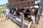 Serijal „Žene na selu: Snaga, vizija i nasljeđe“ Mliječni put: Život stočarke Dijane Matuzalem koja sa srcem brine za životinje 8 IMG 3585