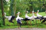 IMG 4987