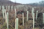 Hrvatski duhani donacijom podržali sadnju 5000 stabala hrasta i očuvanje iznimno rijetke biljke velike sase na Papuku 1 Hrvatski duhani 3