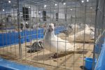 Na stotine golubova, peradi, kunića i zamoraca: U Virovitici otvorena Državna izložba hrvatskih pasmina i 47. izložba malih životinja 6 IMG 6750 1500x1000