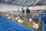 Na stotine golubova, peradi, kunića i zamoraca: U Virovitici otvorena Državna izložba hrvatskih pasmina i 47. izložba malih životinja 13 IMG 6786 1500x1000