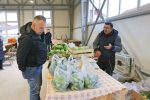 Prvi dan nove trznice 1