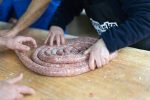 kolinje cadjavica 120