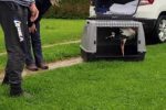 Miki se vratio kući u Mokrice: Mlada bijela roda nakon osam mjeseci u Oporavilištu u Noskovcima puštena na slobodu 2 IMG 20250425 WA0010