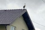 Miki se vratio kući u Mokrice: Mlada bijela roda nakon osam mjeseci u Oporavilištu u Noskovcima puštena na slobodu 1 IMG 20250425 WA0012
