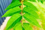 Zavod za zaštitu okoliša i prirode i ove godine organizira 4. Alien CSI Bioblitz 1 Ailanthus altissima