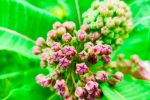 Zavod za zaštitu okoliša i prirode i ove godine organizira 4. Alien CSI Bioblitz 2 Asclepias syriaca cvat