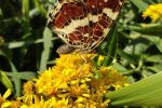 Zavod za zaštitu okoliša i prirode i ove godine organizira 4. Alien CSI Bioblitz 7 IMG 20240904 102210