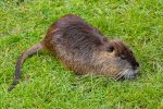 Zavod za zaštitu okoliša i prirode i ove godine organizira 4. Alien CSI Bioblitz 8 Myocastor coypus Copyright Rufus46