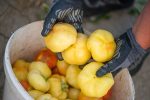 Jutro s vrijednim poljoprivrednicima OPG-a Ivone Andrašić Presečan najbolje hrvatske poljoprivrednice: Težak je ovo posao, ali mi ga volimo, naradimo se, ali i zaradimo, ovo je naš kruh 18 radnici 122