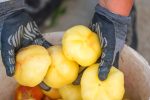 Jutro s vrijednim poljoprivrednicima OPG-a Ivone Andrašić Presečan najbolje hrvatske poljoprivrednice: Težak je ovo posao, ali mi ga volimo, naradimo se, ali i zaradimo, ovo je naš kruh 19 radnici 129