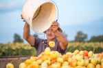 Jutro s vrijednim poljoprivrednicima OPG-a Ivone Andrašić Presečan najbolje hrvatske poljoprivrednice: Težak je ovo posao, ali mi ga volimo, naradimo se, ali i zaradimo, ovo je naš kruh 20 radnici 135