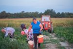 Jutro s vrijednim poljoprivrednicima OPG-a Ivone Andrašić Presečan najbolje hrvatske poljoprivrednice: Težak je ovo posao, ali mi ga volimo, naradimo se, ali i zaradimo, ovo je naš kruh 4 radnici 22