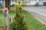 Suhopolje postalo bogatije za još jednu zelenu priču: Učenici, šumari i Općina udružili snage u stvaranju ljepšeg školskog okoliša 7 DSC08931 Custom