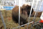 Virovitica domaćin jedne od najvećih izložbi malih životinja u Hrvatskoj: Razgledati se može više od 1400 eksponata 1 601367782 1308160078007110 8332994049797340395 n