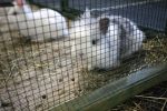 Virovitica domaćin jedne od najvećih izložbi malih životinja u Hrvatskoj: Razgledati se može više od 1400 eksponata 6 601395454 1308159951340456 2396583304383536809 n