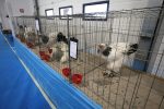 Virovitica domaćin jedne od najvećih izložbi malih životinja u Hrvatskoj: Razgledati se može više od 1400 eksponata 7 601409004 1308160351340416 5871237799699693404 n